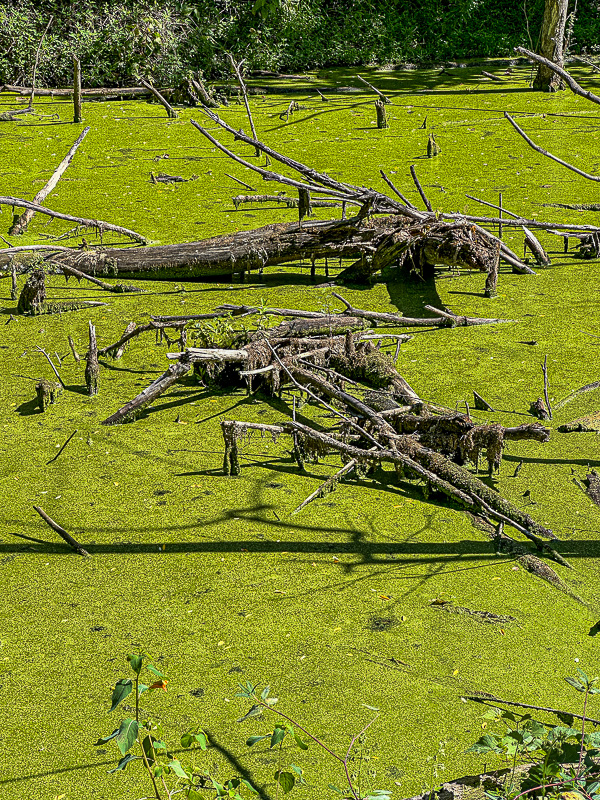 09 02 Duckweed - C&O Canal at Brunswick, MD i0137