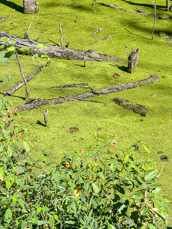 09 02 Jewel weed, duckweed and turtles i0144