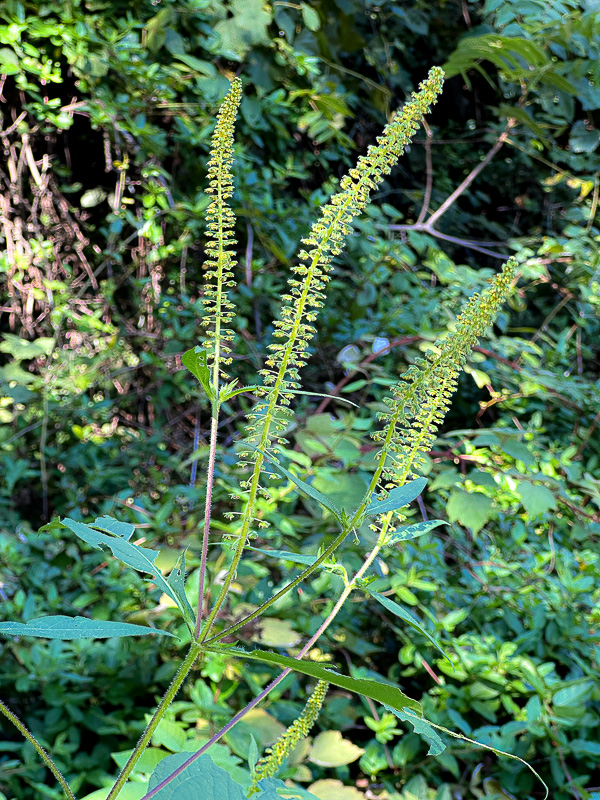 09 92 Giant ragweed i0209