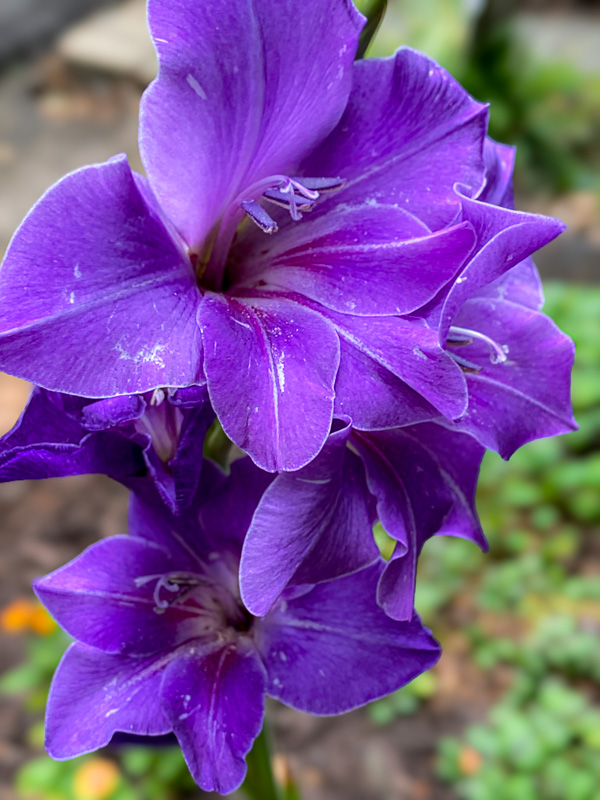 06 25 Gladiolus i1181