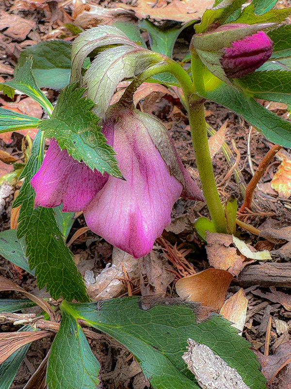 02 07 Lenten Rose i2807