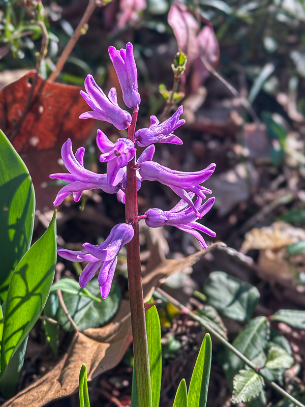 03 03 Hyacinth i2995