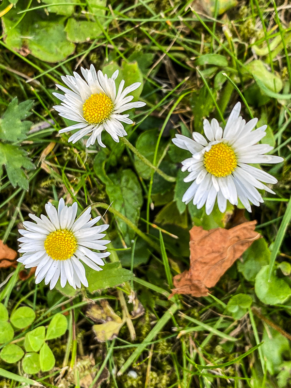 06 19 'Lawn flowers' i1086
