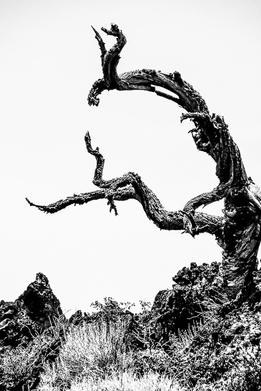 07 19 Creature 7973-2