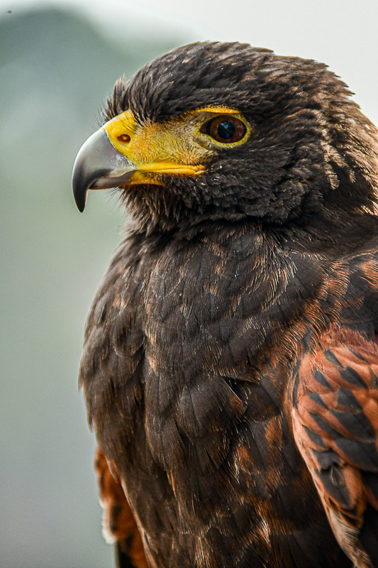 2025 03 13 Harris's hawk 0705