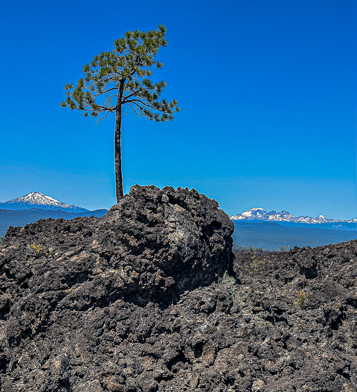 07 19 Pine tree and lava boulder Utah19-2-i4477