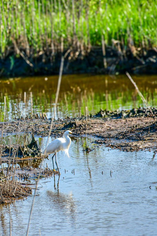06 17 Egret 0437