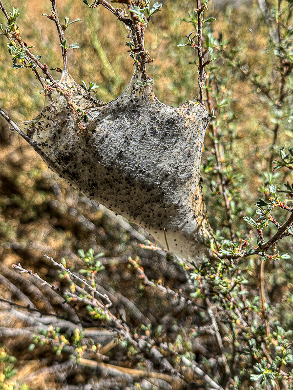 07 19 TBD web worm i6979