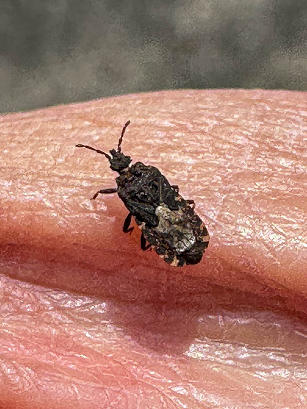 04 01 Aradidae i3432