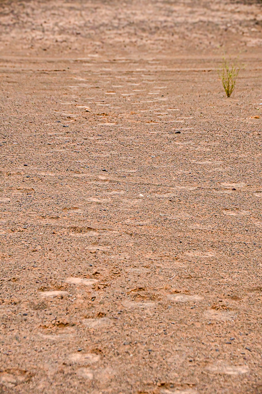 04 03 Donkey tracks Moroc-4455