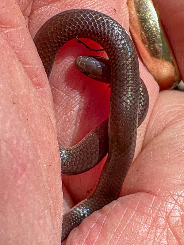 2025 04 01 Worm snake i3427