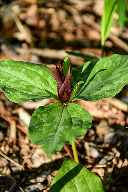 04 13 Little sweet betsy, large toadshade 1080