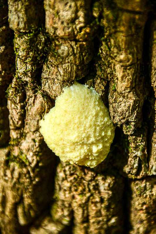 04 13 Und fungus 1084