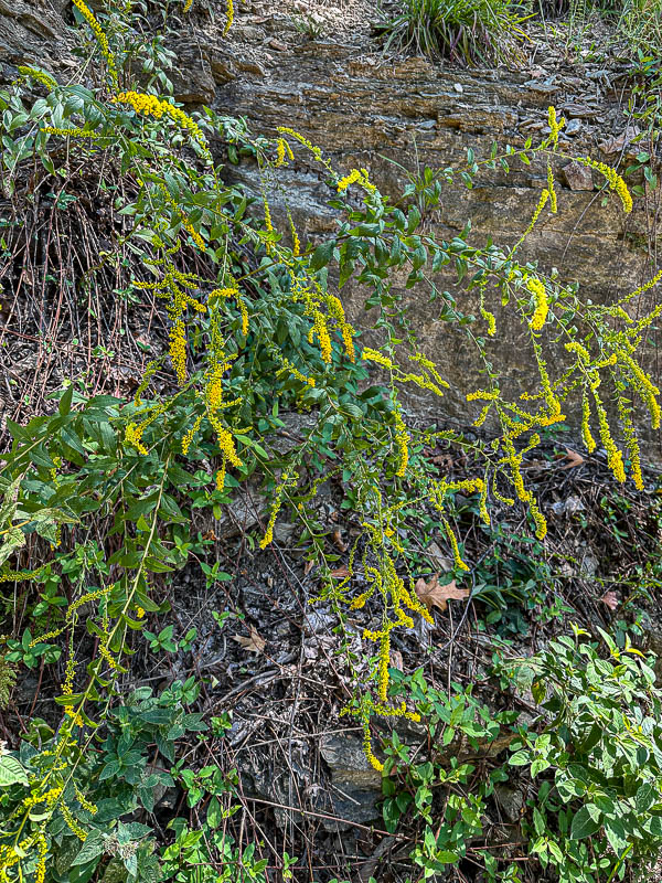 09 03 A Golden rod - Solidago sp. i0279