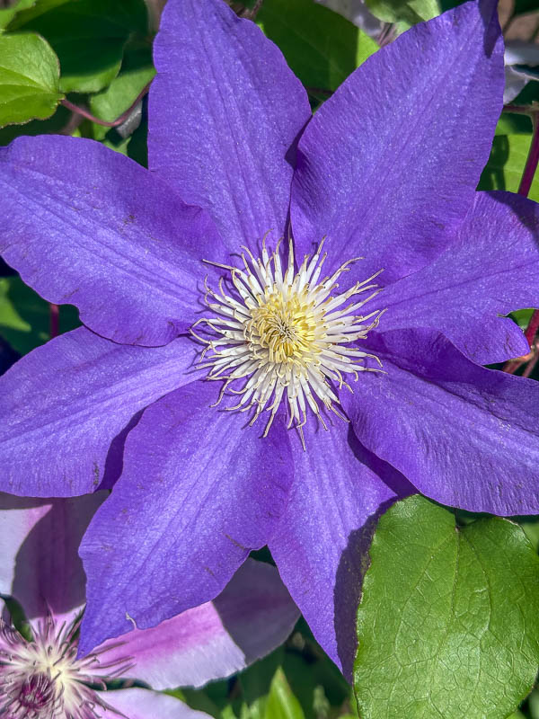 04 09 Clematis i3505