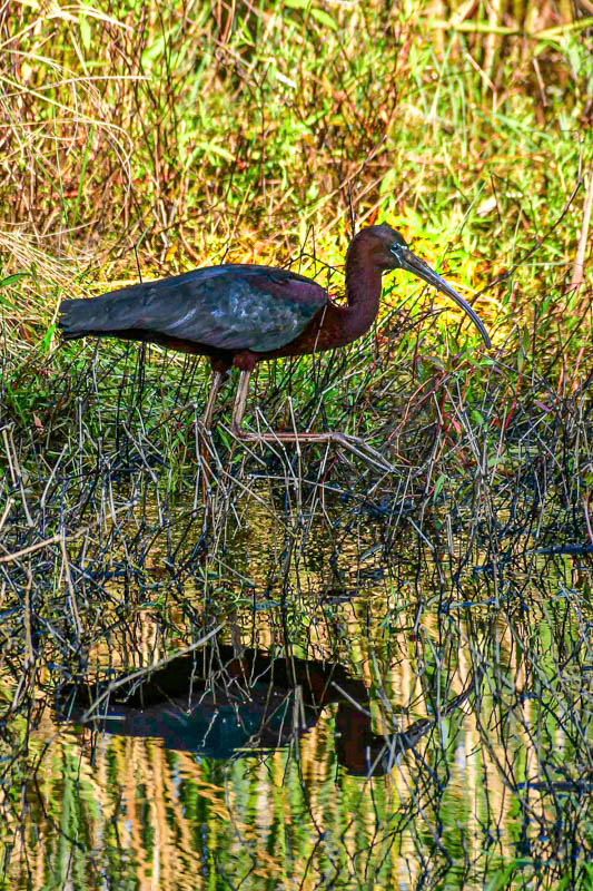 2024 06 17 Believed to be a white-faced ibis 0491