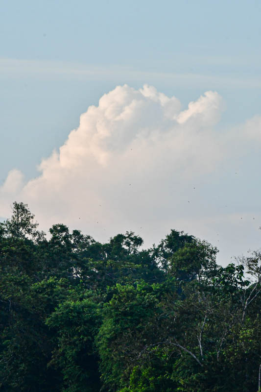08 26 Building clouds and dozens of birds over the jungle 5022