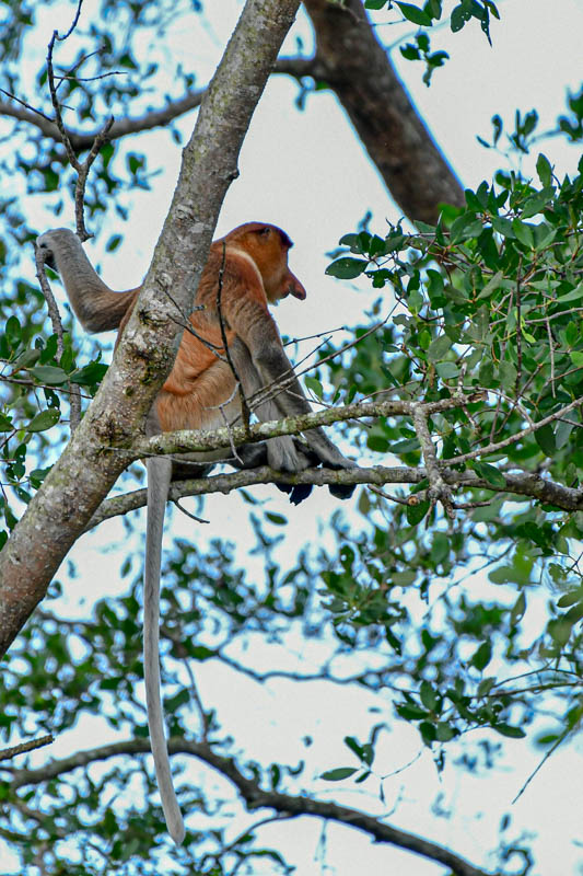 08 26 Proboscis monkey settling in 5035