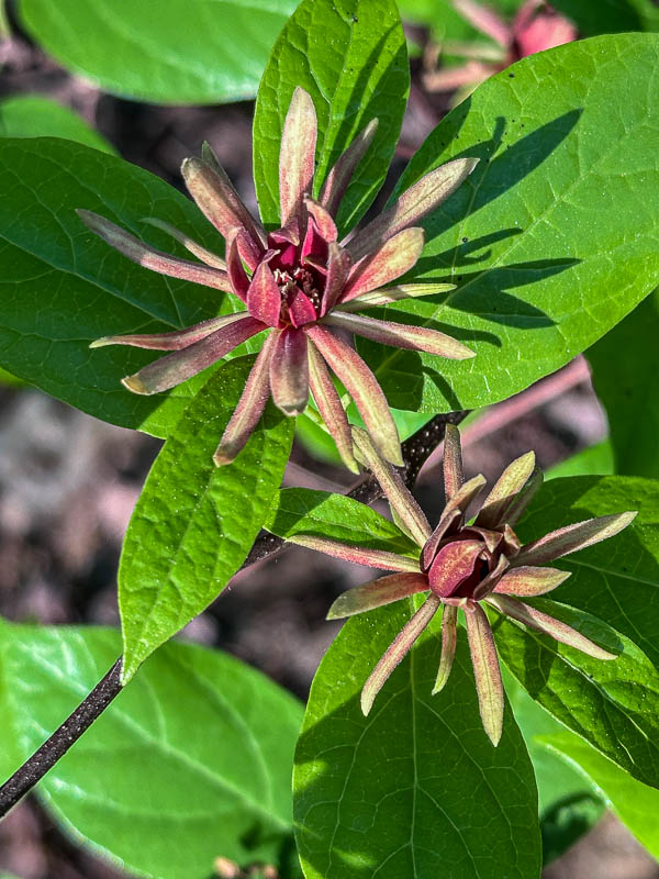 2025 04 13 Carolina all-spice and other i3534