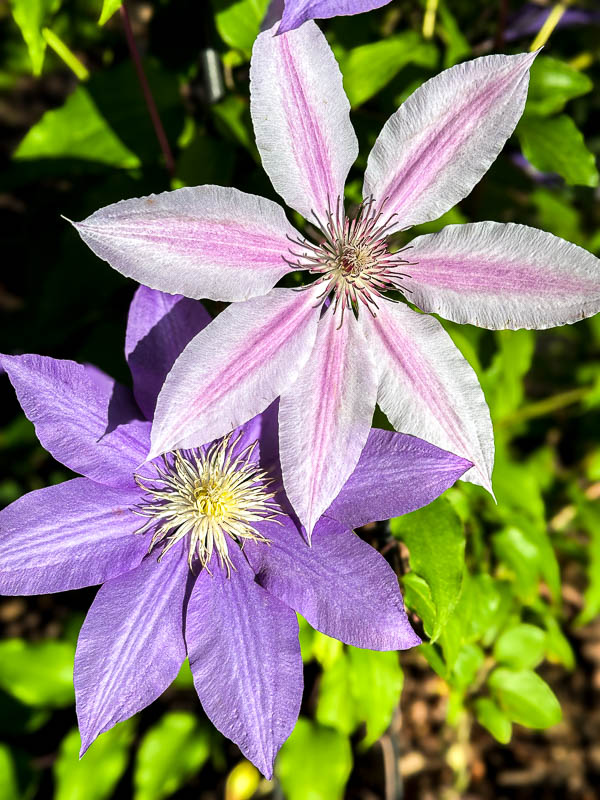 2025 04 13 Clematis i3545