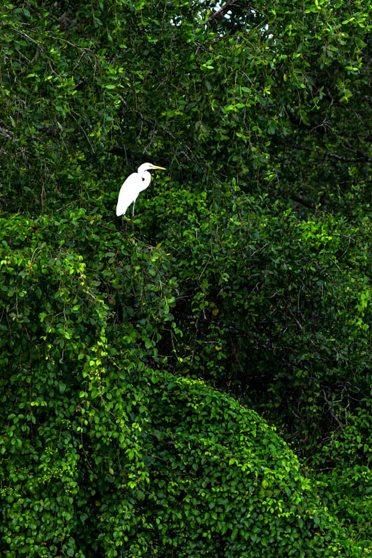 08 26 Egret 5056