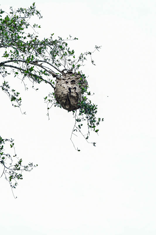 08 26 Hornet nest 5066