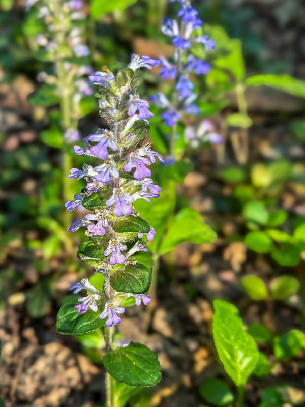 04 13 Ajuga i3542