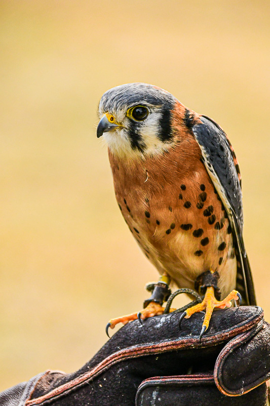 Center for Birds of Prey