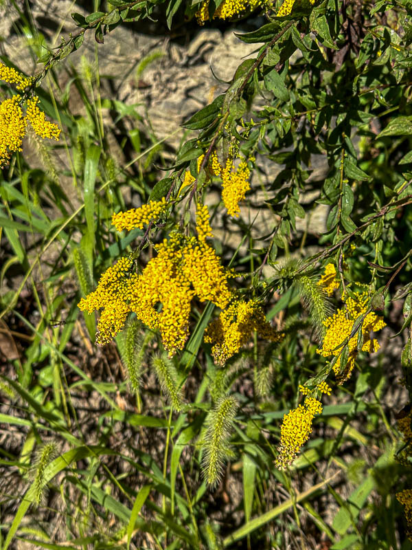 09 03 Solidago i0288