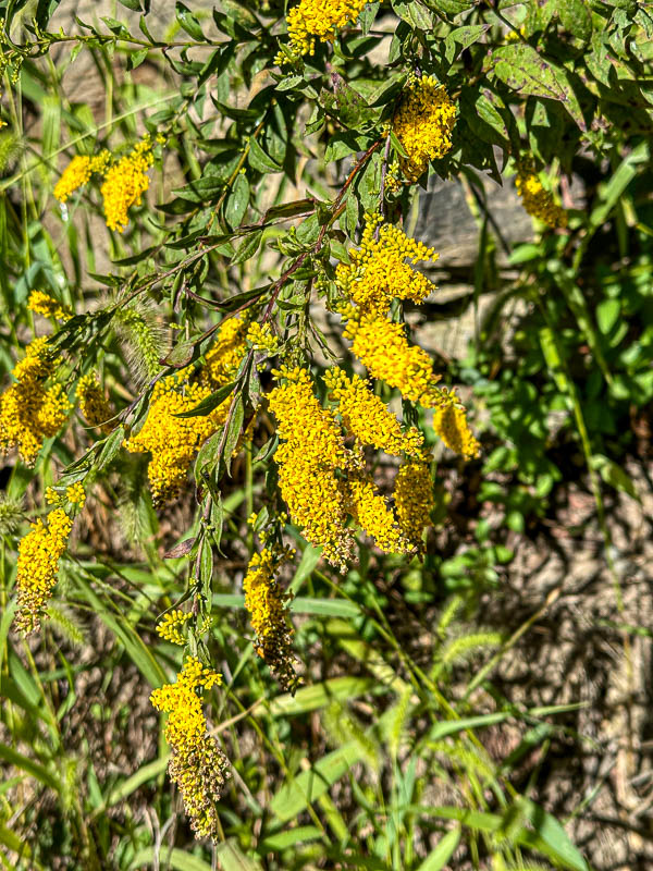 09 03 Solidago i0290