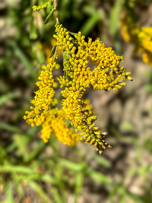 09 03 Solidago i0291