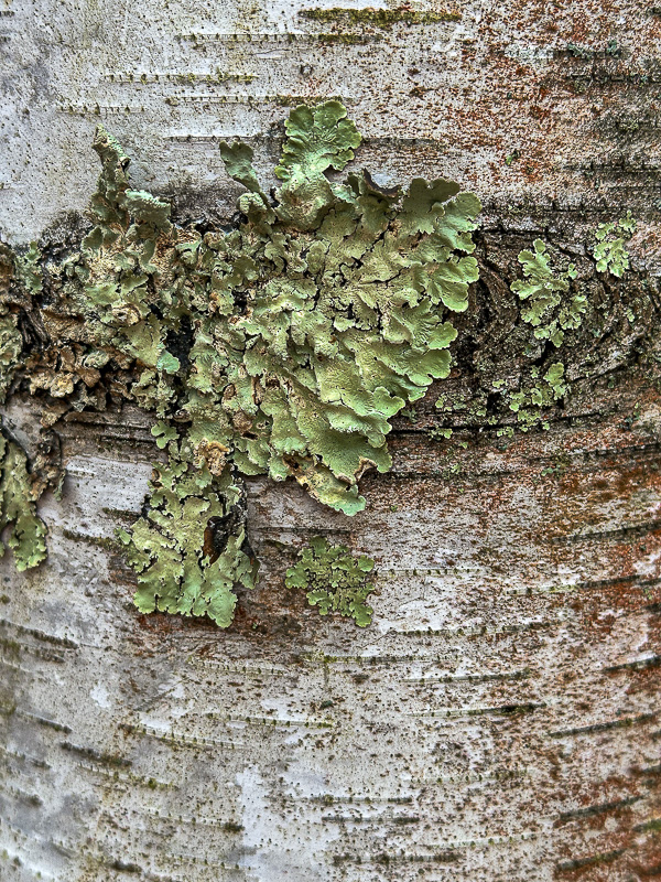 Fungi and Such