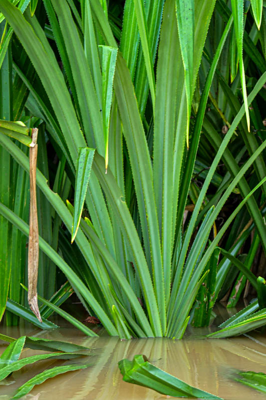08 26 Plants in the muddy river shoreline 5071