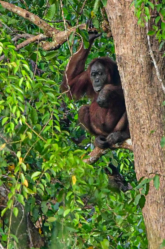 08 26 First Orangutan sighting - enlarged 5074