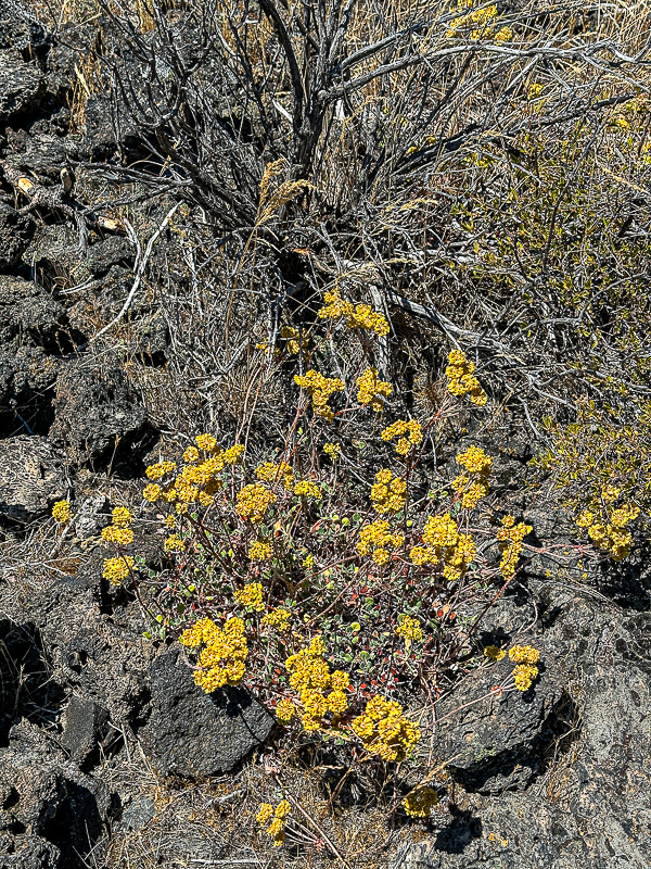 07 19 Sulphur buckwheat i7001