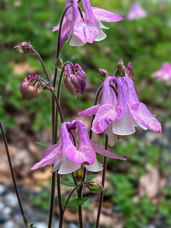 2025 04 25 Columbine i3708