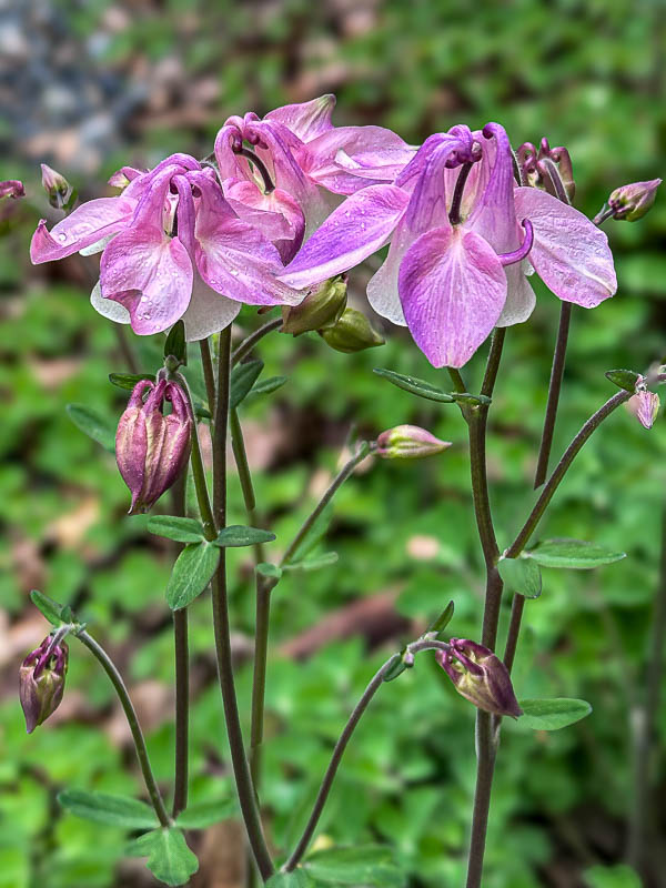 2025 04 25 Columbine i3707