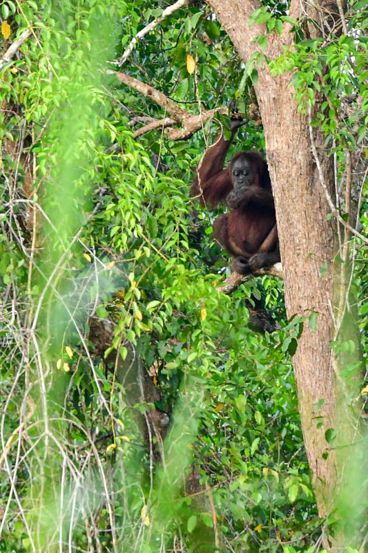 08 26 Orangutan 5079