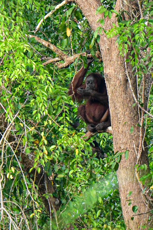 Abai - Abai Jungle Lodge