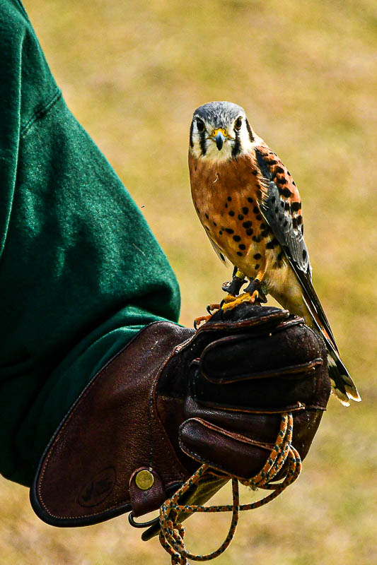 Center for Birds of Prey
