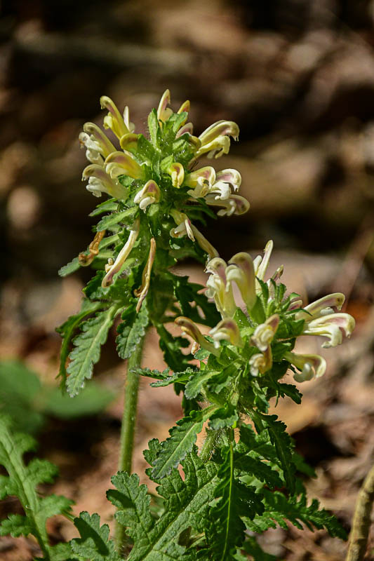 2025 04 13 Canadian lousewort 1101