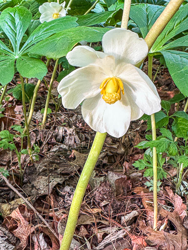 Flowers in the Wild