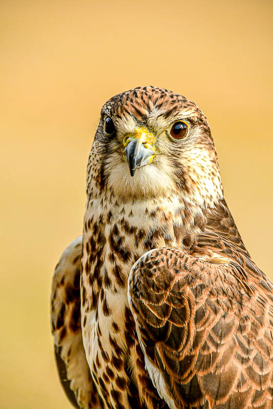 Center for Birds of Prey