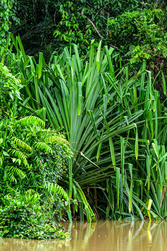 2023 08 26 Kinabatangan River vegetation 5095
