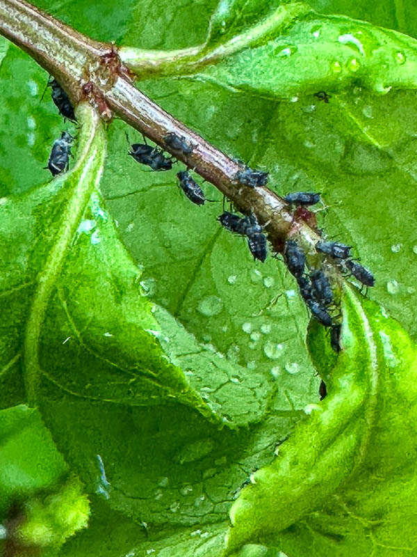 2025 04 30 Aphids i3760