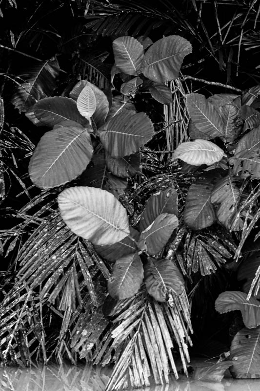 Malaysian Borneo Monochromes
