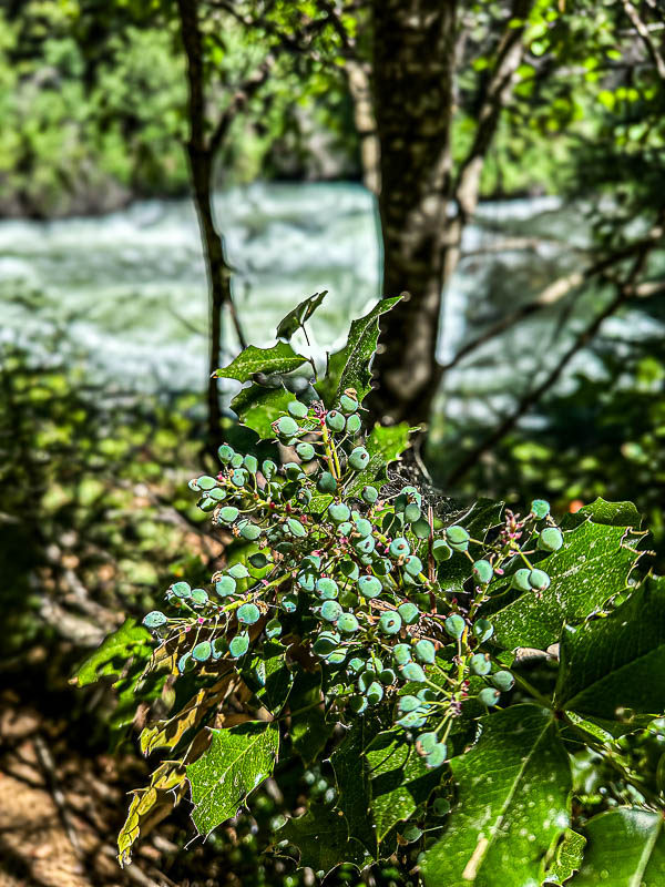 Upper Deschutes and Benham Falls