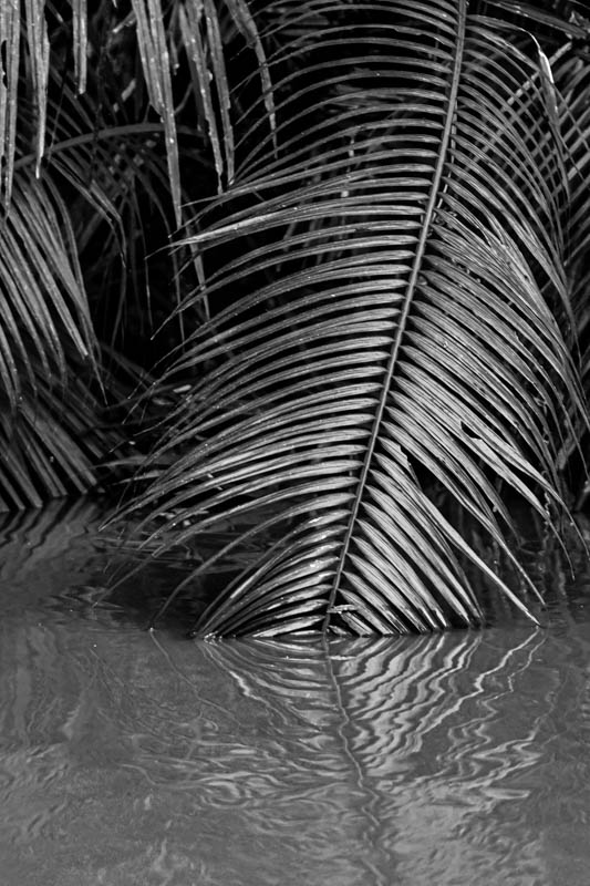 Malaysian Borneo Monochromes