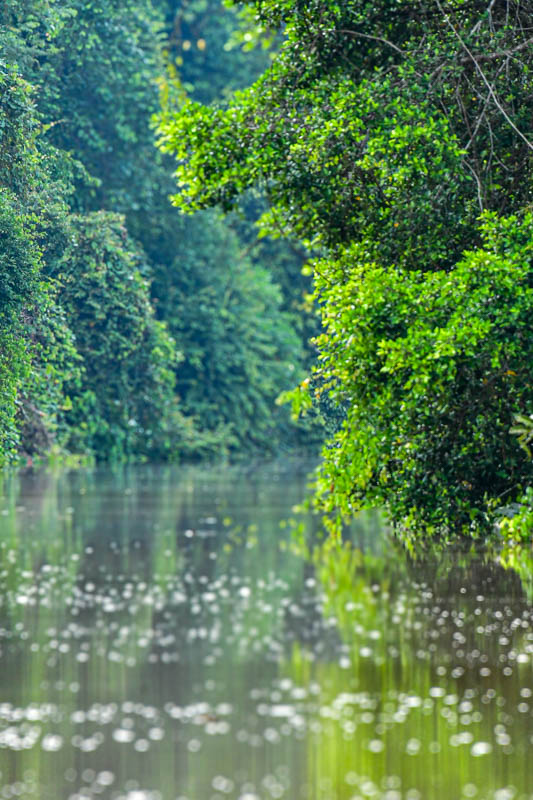 Abai - Abai Jungle Lodge