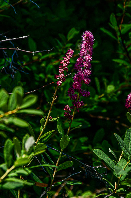 Flowers in the Wild